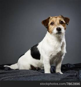 Cute adult Jack Russell terrier, four years old female - studio shot and gray background