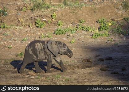 Cute African bush elephant calf in Kruger National park, South Africa ; Specie Loxodonta africana family of Elephantidae. African bush elephant in Kruger National park, South Africa