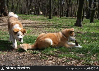 Cute Akita Inu puppies playing in public park