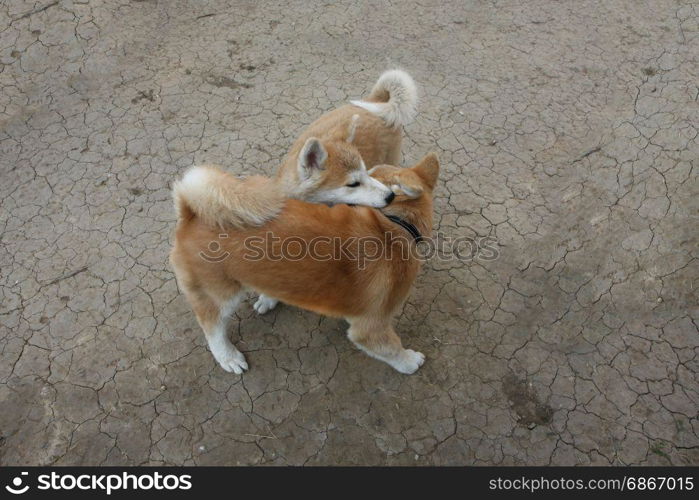 Cute Akita Inu puppies playing in the yard