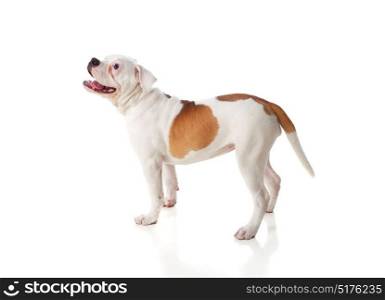 Cute American Bulldog isolated on white background