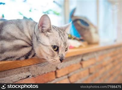Cute American short hair cat sitting on table.