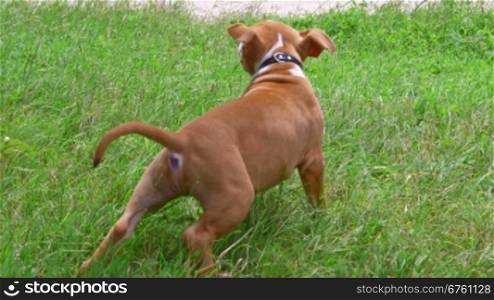 Cute american staffordshire terrier puppy dog on a grass