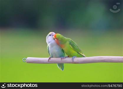 Cute and colorful of Lovebird on green nature background.
