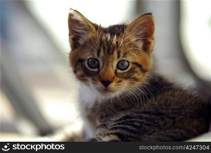 cute and Curious striped kitten