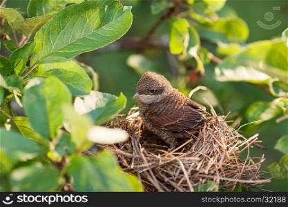 Cute and fluffy baby bird waiting for its mother in the nest (Common Whitethroat ? Sylvia communis)