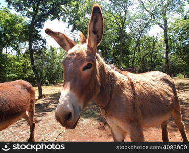 cute and funny donkey on the farm