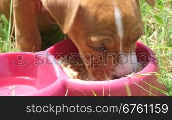 Cute and hungry puppy dog eating his food in summer garden