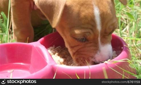 Cute and hungry puppy dog eating his food in summer garden