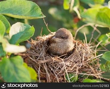 Cute baby bird waiting for its mother in the nest (Common Whitethroat ? Sylvia communis)
