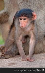 Cute baby chacma baboon (Papio hamadryas) with its mother, South Africa&#xD;
