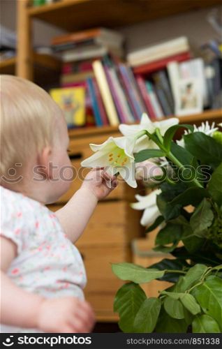 cute baby girl inspecting a white flower colorful. cute baby girl inspecting a white flower