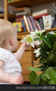 cute baby girl inspecting a white flower colorful. cute baby girl inspecting a white flower