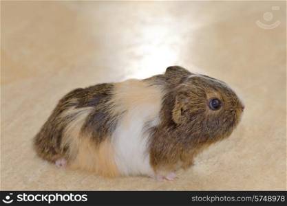 Cute baby guinea pig on the floor