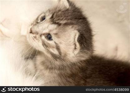 Cute baby kitten portrait close up background.