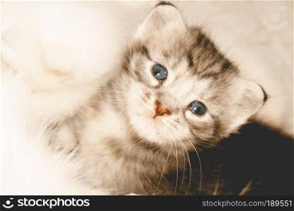 Cute baby kitten portrait close up background, vintage colors.
