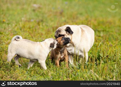 cute bastard malinois puppy and bullmastiff playing with pug puppy