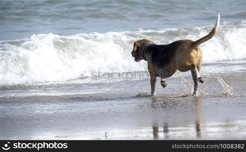 Cute Beagle at the beach chasing a ball in Spain. Cute Beagle at the beach chasing a ball