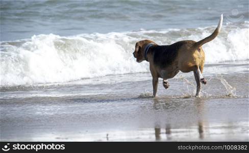 Cute Beagle at the beach chasing a ball in Spain. Cute Beagle at the beach chasing a ball