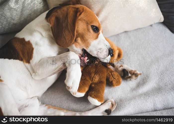 Cute Beagle dog on sofa with teddy bear on sofa. Dog lie on couch and bites.. Cute Beagle dog on sofa with teddy bear on sofa.