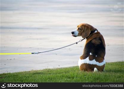 Cute Beagle leashed waits to his owner in the park. Cute Beagle leashed waits to his owner