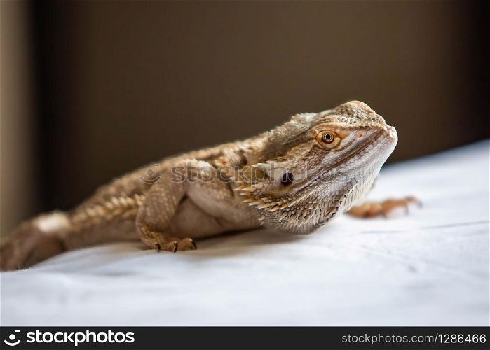 Cute bearded dragon reptile home pet isolated close up at day. Cute bearded dragon reptile home pet isolated close up