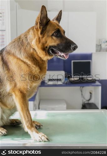cute big dog veterinary clinic