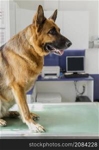 cute big dog veterinary clinic