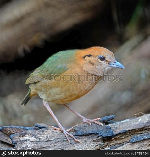 Cute bird, male Rusty-naped Pitta (Pitta oatesi) at Doi Lang - North Thailand Birding on the log