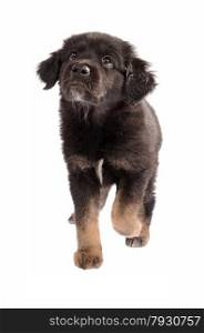 Cute black and brown mixed-breed puppy walking on white, looking up