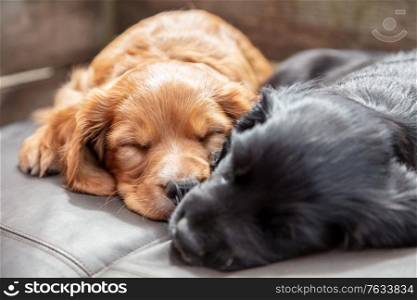 Cute black and brown puppy dogs sleeping in sunshine on a cushion