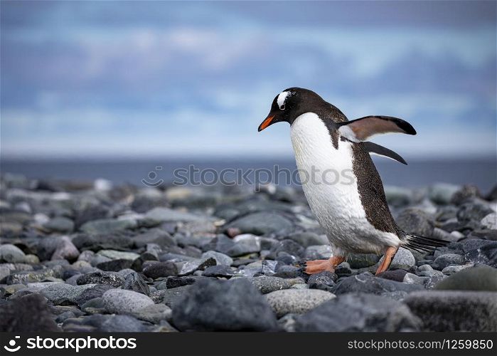 Cute black and white penguin waddles on a gray stone background
