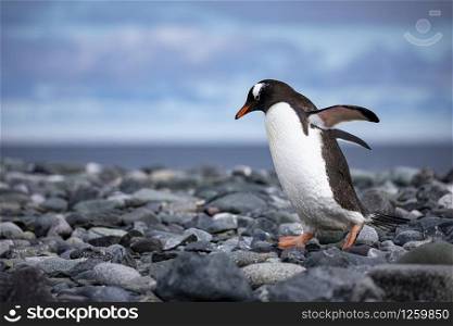 Cute black and white penguin waddles on a gray stone background
