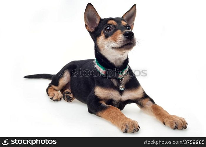 Cute black brown dog sitting on white background