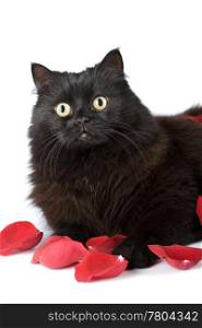 cute black cat in rose petals isolated
