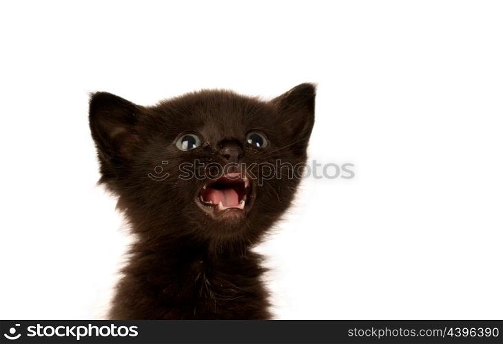 Cute black cat isolated on a white background