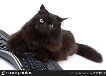 cute black cat over keyboard isolated