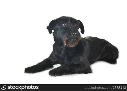 cute black dog is lying quietly