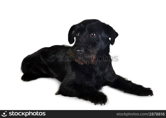 cute black dog is lying quietly