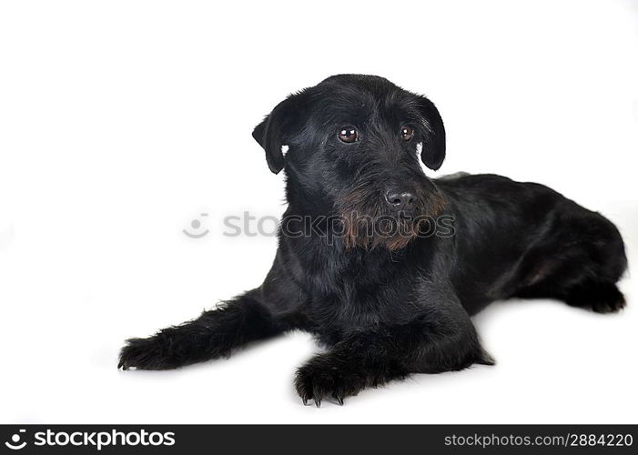 cute black dog is lying quietly