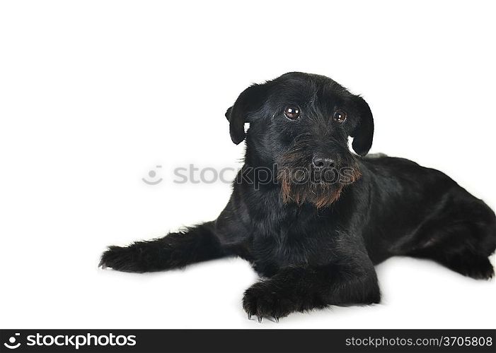 cute black dog is lying quietly