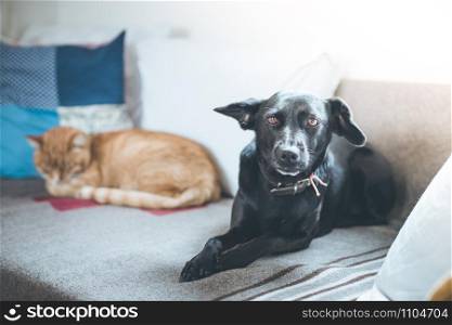 Cute black little dog and tabby cat are relaxing on the sofa at home