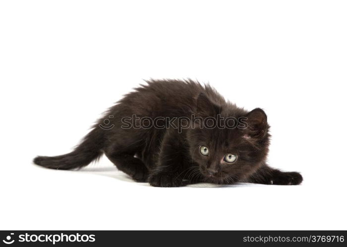 Cute black small kitten isolated on a white background