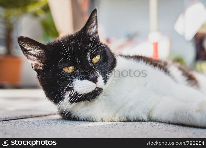 Cute black white cat is lying on the veranda. Blurry background.