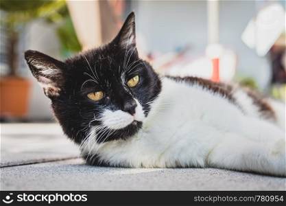 Cute black white cat is lying on the veranda. Blurry background.