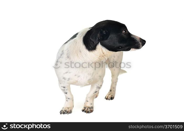 cute black- white dog is looking