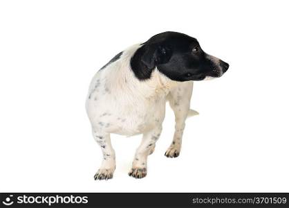 cute black- white dog is looking