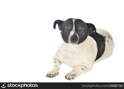 cute black- white dog is lying quietly