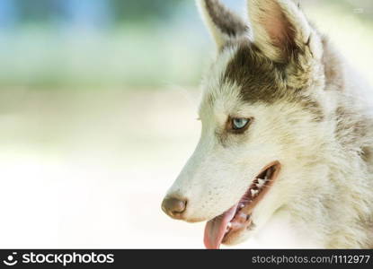 Cute blue eye siberian husky puppy in isolated background
