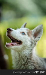 Cute blue eye siberian husky puppy looking above in isolated background